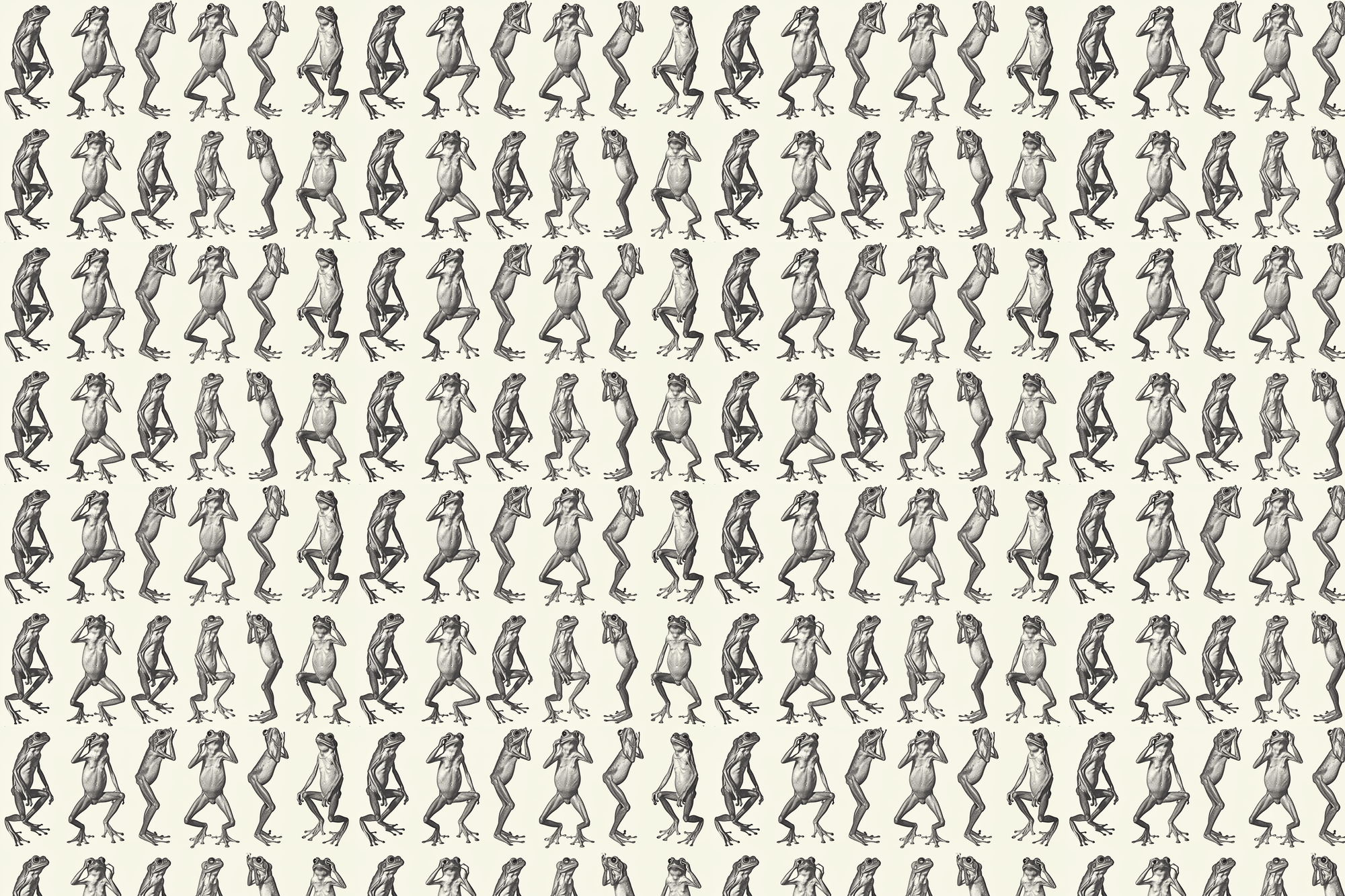 Fantastic Frogs: Animal Gift Wrap