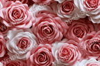 Romantic floral pattern featuring blush pink and white roses in a delicate, elegant style.