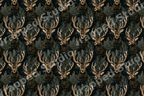 Vintage woodland pattern with rustic deer heads and pine branches on a dark forest green background.