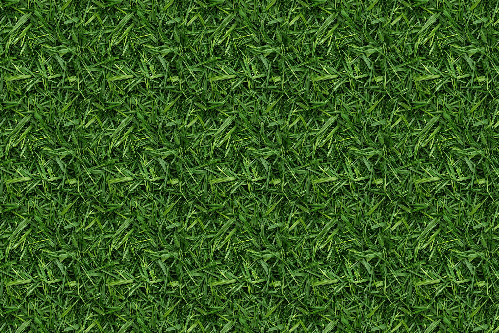 Close-up of green grass texture. Wrapped Studios luxury wrapping paper.