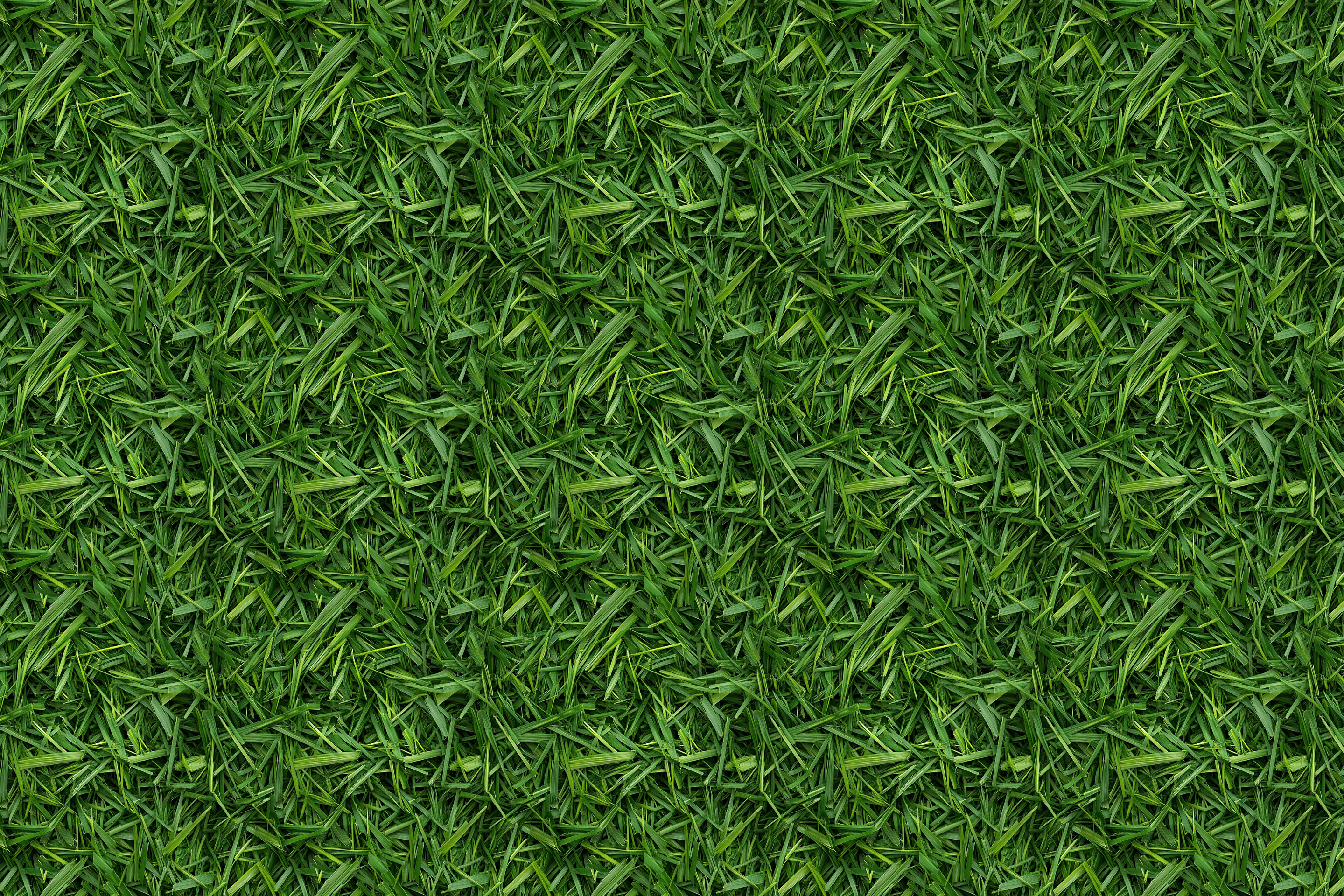 Close-up of green grass texture. Wrapped Studios luxury wrapping paper.