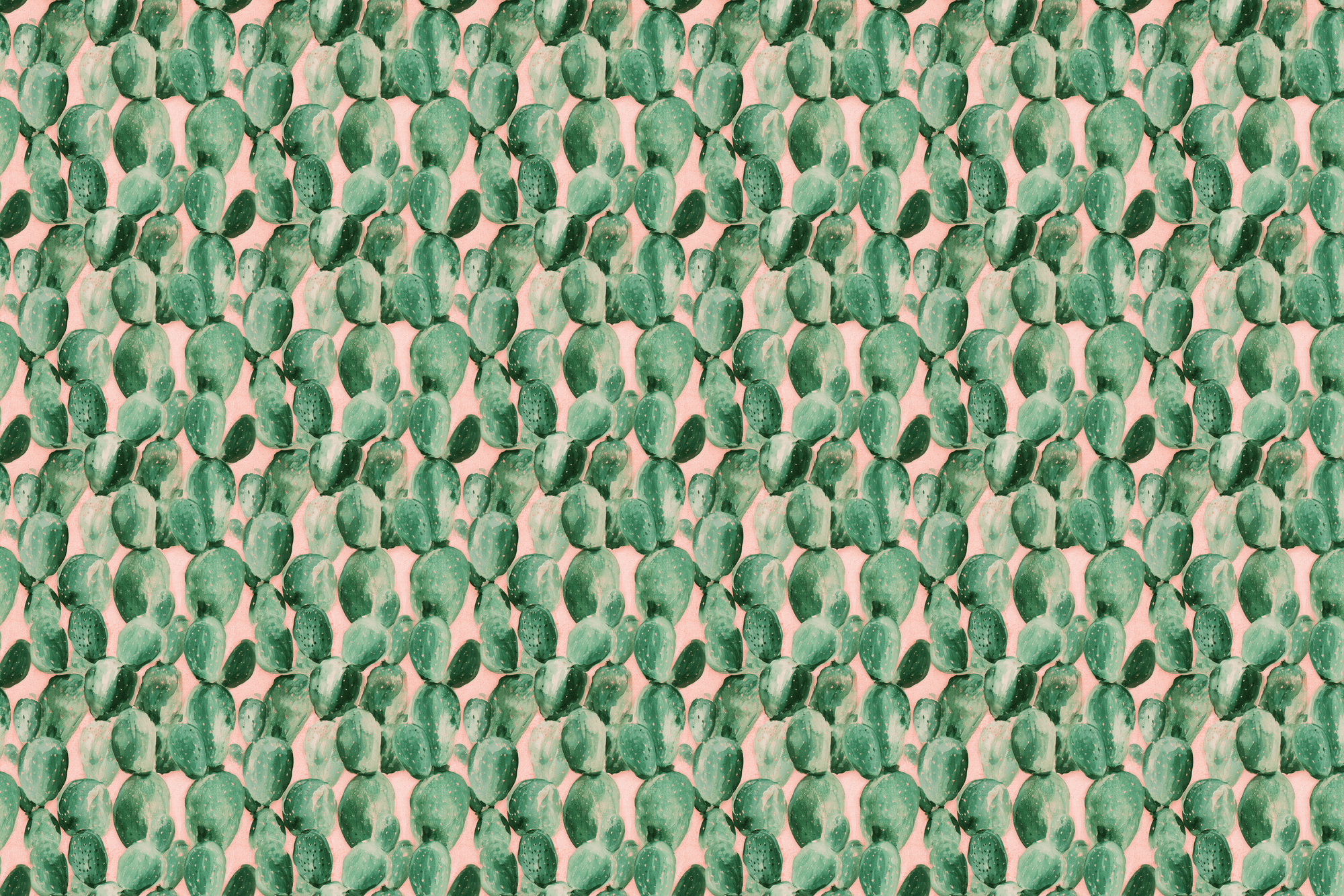 Salmon and Sage Southwestern: Cactus Gift Wrap