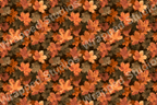 Autumn leaf pattern with maple leaves in shades of brown, orange, and olive green.
