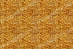 All-over food pattern of tightly packed golden yellow french fries creates a textured abstract design.