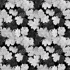 Monochrome leaf pattern design; a modern botanical print in black and white.