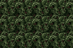 Vintage botanical design featuring a dense pattern of lush green pine branches and rustic pinecones.